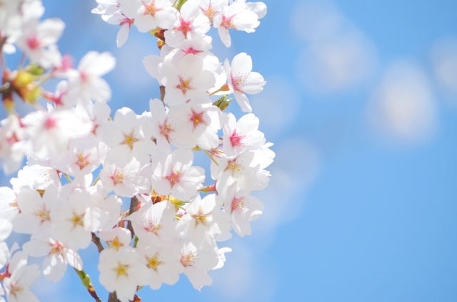 東三河 四季の花 桜 東三河 四季の花 特集 まいぷれ 豊橋 田原 東三河 四季の花 桜 東三河 四季の花 特集 まいぷれ 豊橋 田原