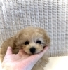 月ちゃん「ご家族決まりました　♪( ´θ｀)」