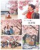 「【江戸川区・市川市】春の桜ロケーションで出張撮影受付スタート」