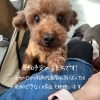 「✿11/5 譲渡会(所沢市)参加保護犬情報！⑳✿ イタリアングレーハウンド/ペキニーズ/トイプードル」