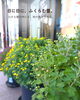 「店先にも深まる秋の彩り。サギ草から小菊へ、會ベーグルの鉢植えが衣替えしました🍁」