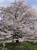 墓ノ木自然公園「·˖✶ お花見に行きました ·˖✶」