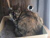 「【新居浜市】茶トラ、黒猫、サビ猫　3匹の里親募集のお知らせ！」