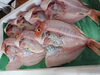 「📣本日のお魚情報🐟」
