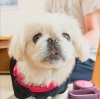 ウユちゃん「今日のお友達」