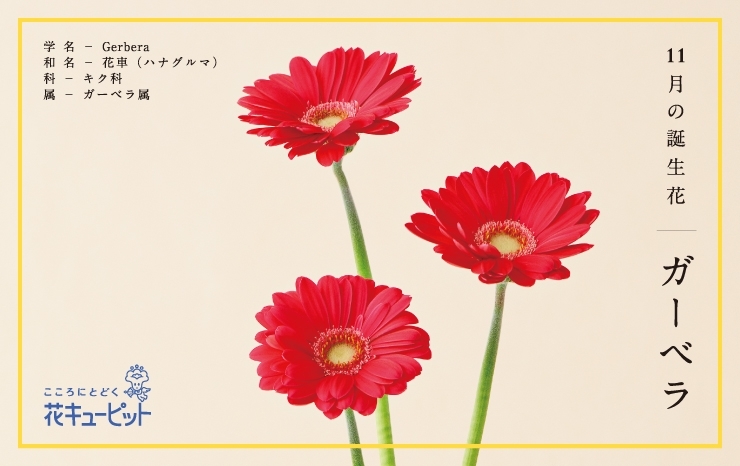 11月の誕生花 ガーベラ 花キューピットでお花じかん まいぷれ 黒部 入善 朝日 11月の誕生花 ガーベラ 花キューピットでお花じかん まいぷれ 黒部 入善 朝日
