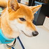 まるちゃん「今日のお友達」