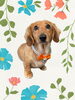 「Dog salon mofu mofu　余市町」