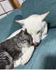 「保護犬月姫と保護猫駒のこと」