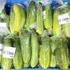 「信州の伝統野菜『開田きゅうり』入荷します！道の駅木曽福島」
