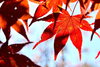 もみじ「🍁【山あじさい小径に染まる秋】」