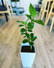 「母の日に観葉植物を送りませんか」