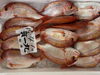 蓮子鯛「鮮魚入荷中でーす☆」