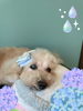 「Dog salon mofu mofu　余市町」