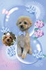 「Dog salon mofu mofu　余市町」