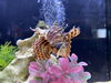 魚たち「ミニ水族館イベント終了しました/水槽のレンタル・プロデュースはアクアデザインブルース/」