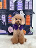 ティアラちゃん「Happy Halloween 2026🎃＆サロン予約状況」