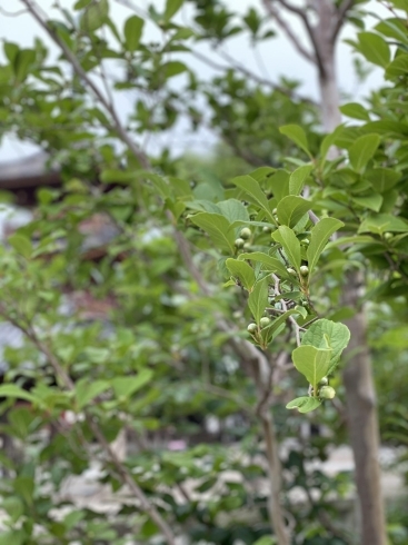 菩提樹に続いて沙羅双樹の白い花が咲きます。「鶴林寺の「菩提樹」が開花しました。」