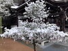 境内の榊にも雪が❄️「⛩️ほんのり雪化粧part2⛩️」
