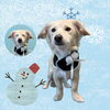 「Dog salon mofu mofu　余市町」