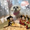 ミックス　カット「🐶ダックス、ミックス犬、トリミングのお友達🌸」