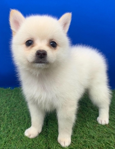 それぞれの犬種の良さが出ていますね(^▽^)「新しく仲間入りしましたが・・・」