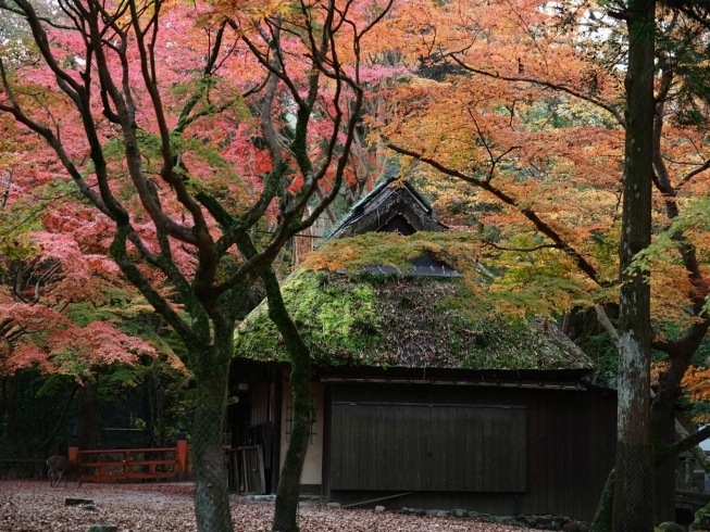 紅葉２「早朝の奈良公園♪」