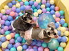 楽し〜いお顔☺️「ましゅまろ幼稚園🐾」