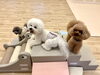 みんな高い場所が好きみたい❤️「ましゅまろ幼稚園🐾」