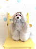 「春のフォトセット　♡」