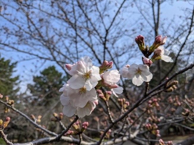 「豊橋公園・桜状況(^^)/」