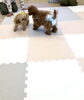 「パピーパーティー　^o^」