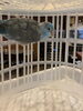 保護した青いインコ「迷いインコ保護しております」
