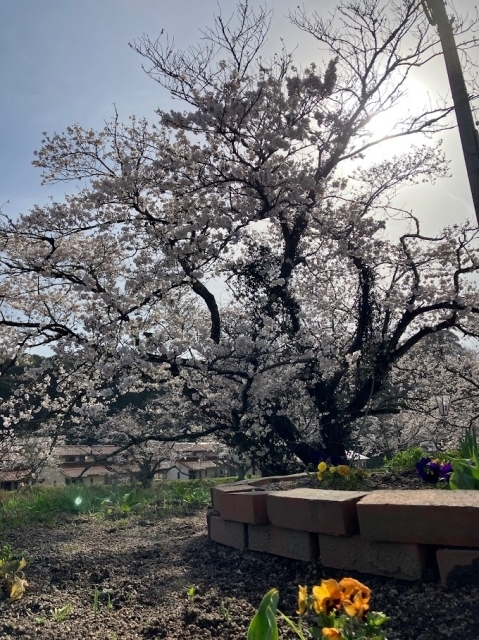 法勝寺川沿い  南部町