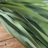 まこも蒸し60分（安来産）