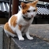 由緒正しき圓満寺の看板猫