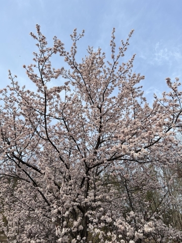 新見でも桜が咲いてますね！「今週は4月2回の注文書の配布ですよん♫」