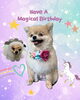 「Dog salon mofu mofu　余市町」