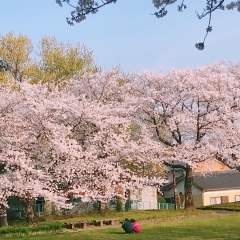 豊明市内の桜スポット！