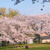 豊明市内の桜スポット！