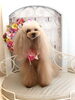 咲良ちゃん「わんこと秋桜　🐶」