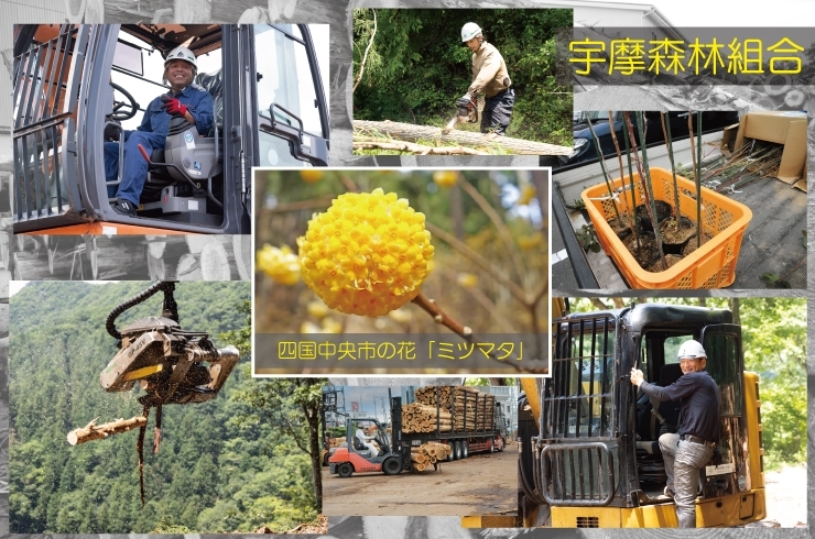 「宇摩森林組合」縁の下の力持ちとして紙産業日本一の町を支える　SDGs推進組合