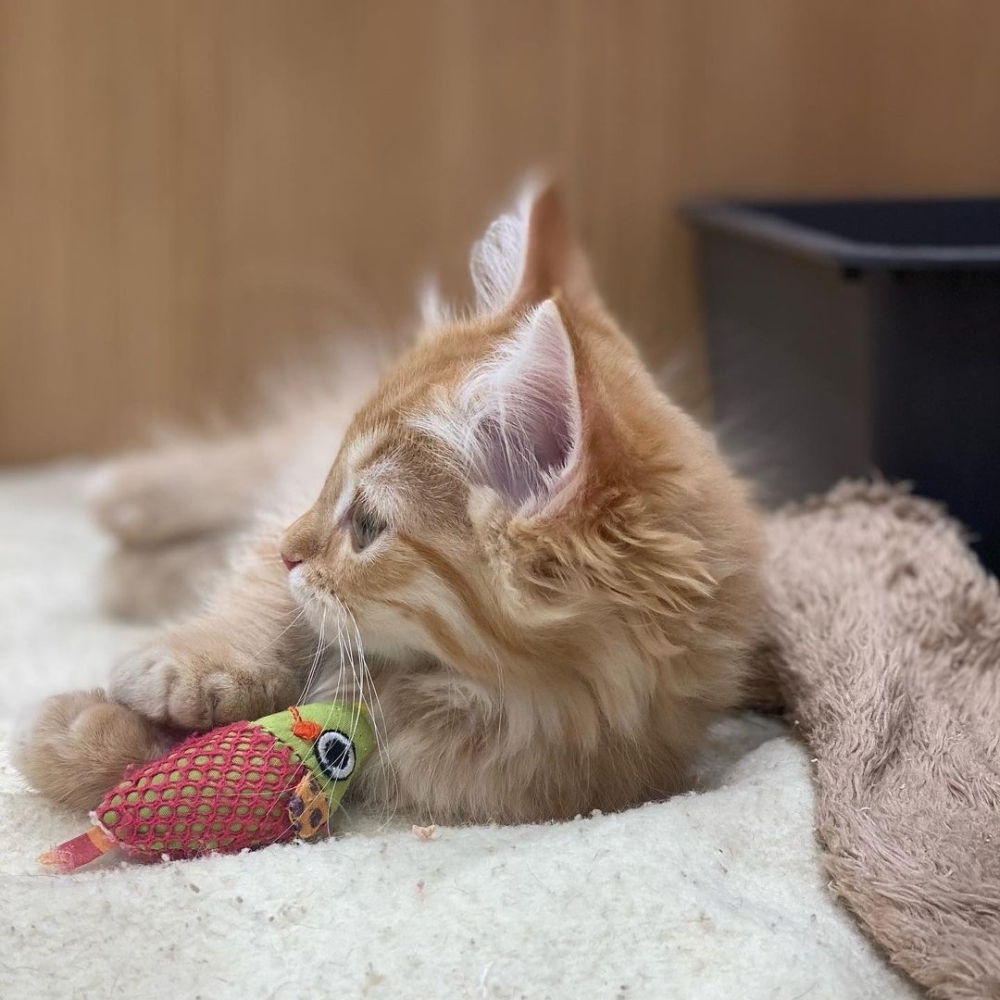 可愛いマンチカンに癒されに来てください 可愛いマンチカンに癒されに来てください