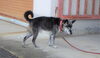 「迷い犬を保護しています【西条市役所 西部支所 環境課生活環境係】」
