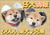 「柴犬の仔犬情報！！」