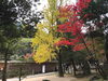 「石鎚神社の秋も深まっています（11/23撮影）」