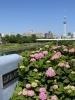 旧中川河川敷　ふれあい橋「紫陽花の季節　開花情報♪　古川親水公園・旧中川河川敷」