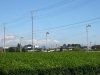 景観6 茶畑 景観地50めぐり さやまルシェ 狭山市