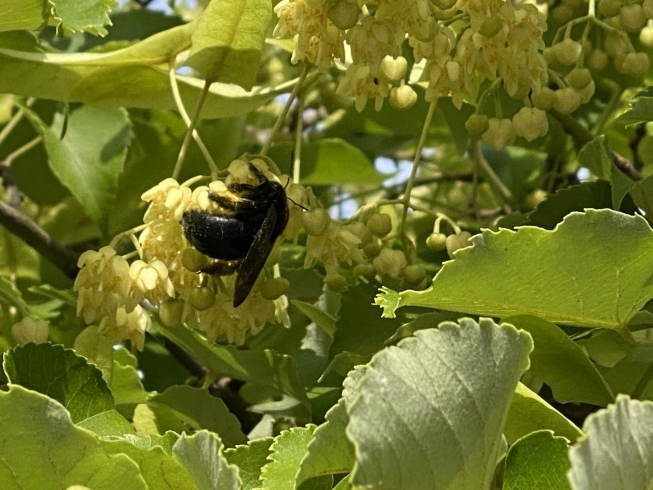 「鶴林寺の菩提樹の花が咲き始めました。」