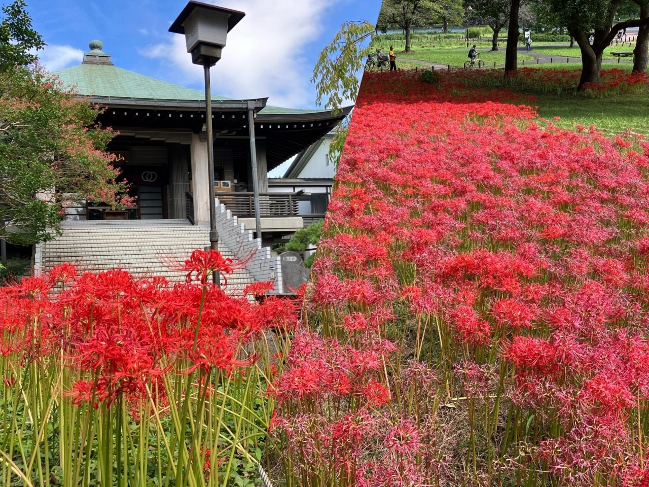 今が見頃 東京 葛飾区で彼岸花 曼珠沙華 が見られるスポットの紹介 潜入 まいぷれ葛飾 編集部が行く まいぷれ 葛飾区 今が見頃 東京 葛飾区で彼岸花 曼珠沙華 が見られるスポットの紹介 潜入 まいぷれ葛飾 編集部が行く まいぷれ 葛飾区